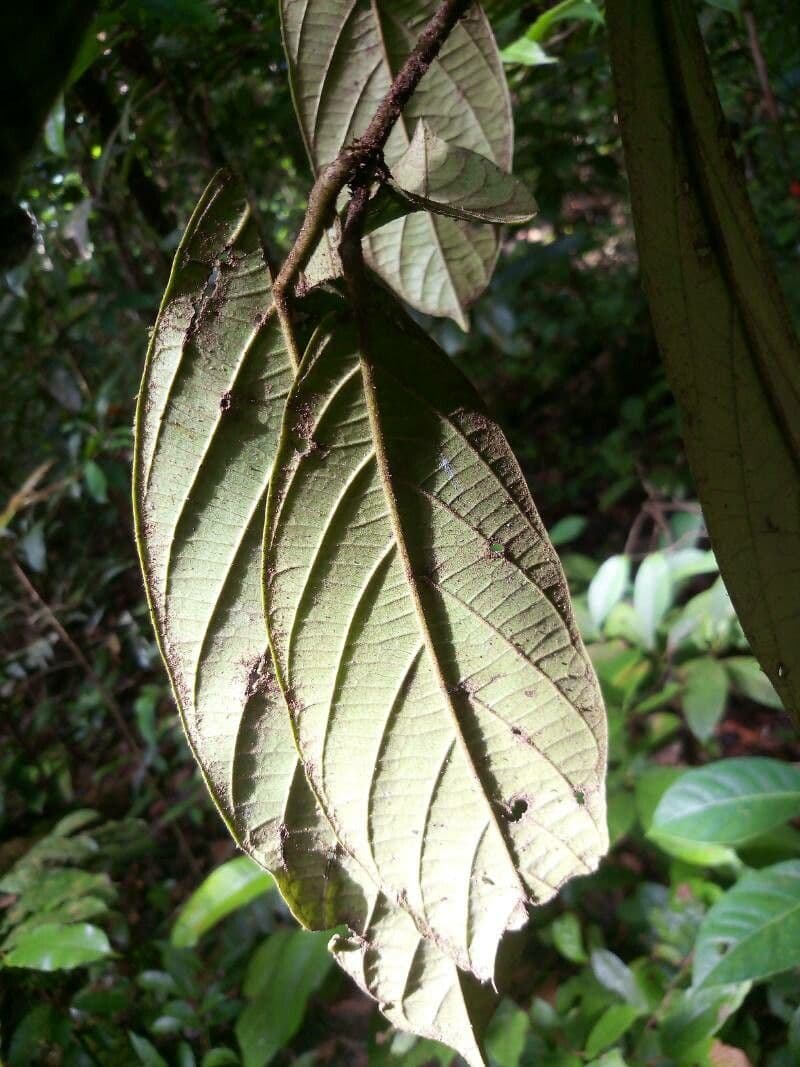 Cordia 6
