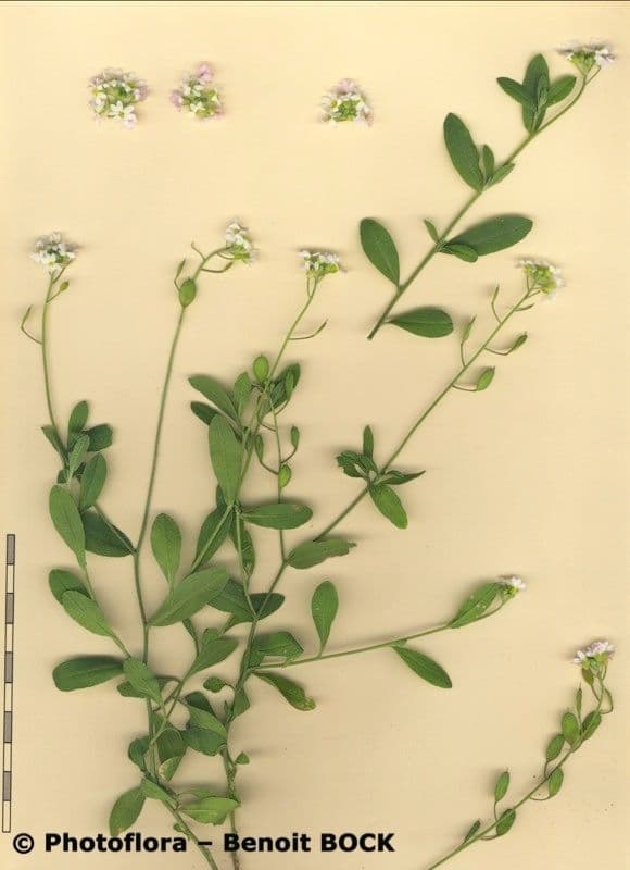 Berteroa mutabilis 11