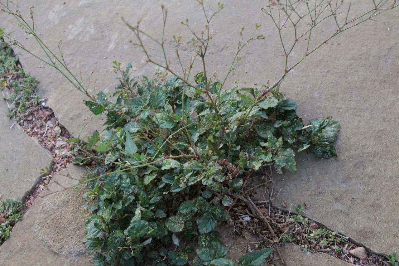 Boerhavia erecta 15
