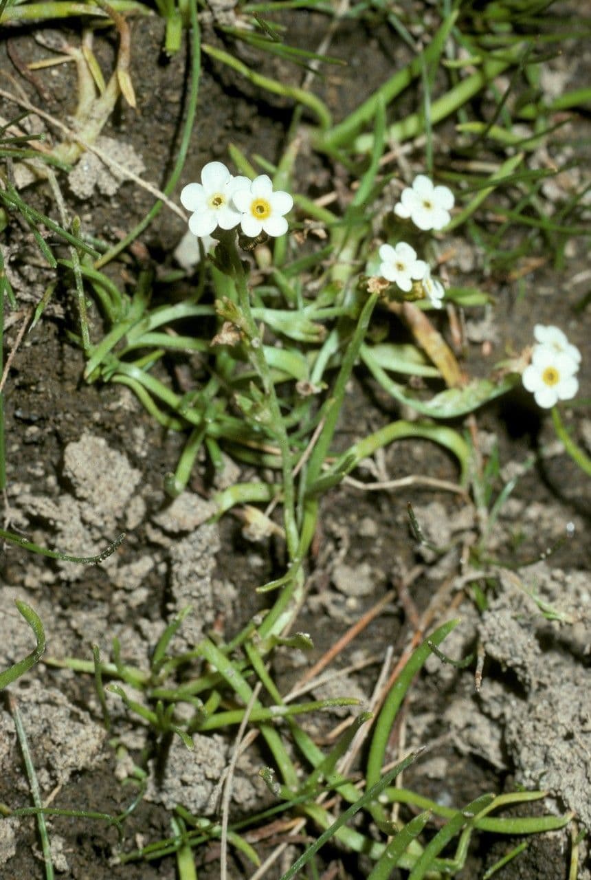 Miosotide