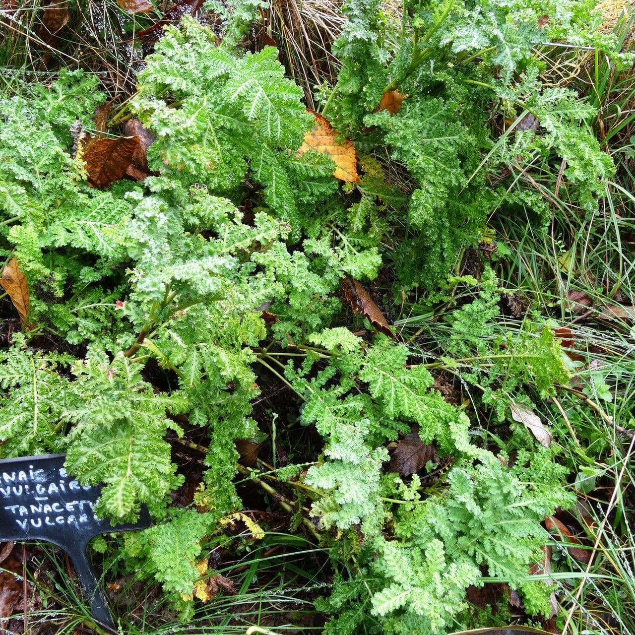 Pedicularis tuberosa 11