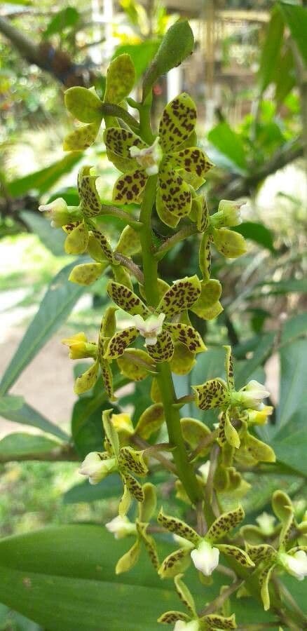 Orchidea Tigre 7