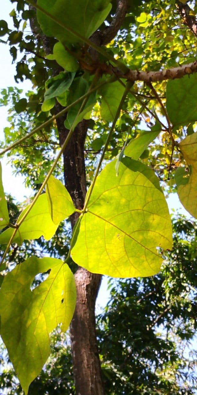 Korallenbaum 4