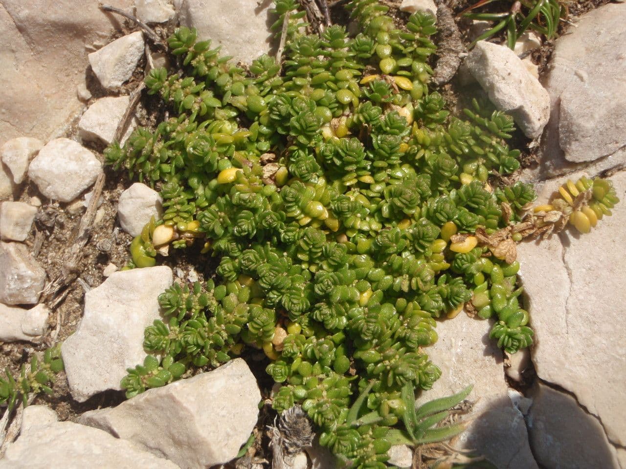 Valantia muralis 13