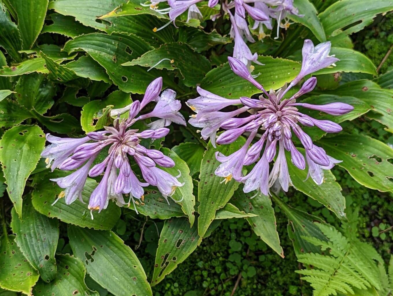 Hosta 3