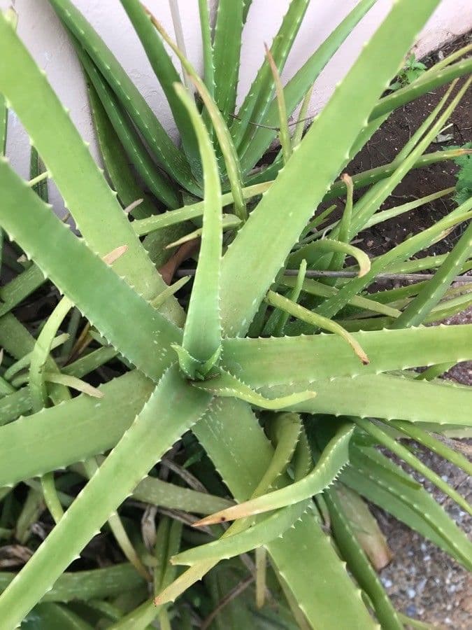 Echte Aloe 11