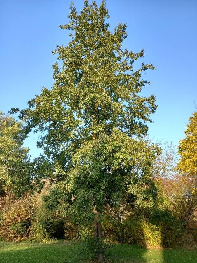Jelša 13