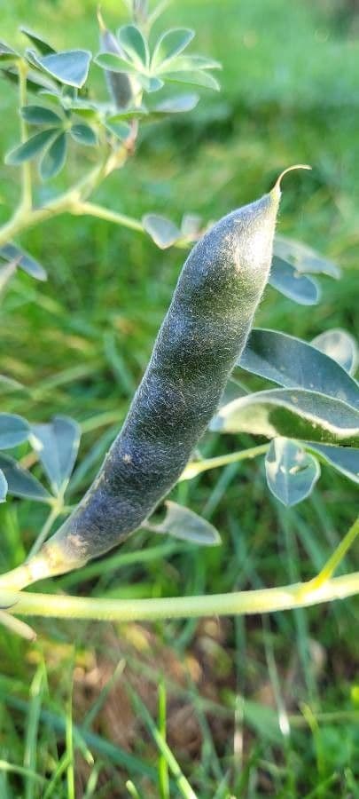 Weiße Lupine