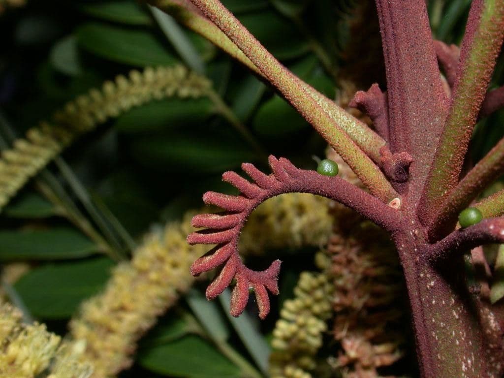 Stryphnodendron 16
