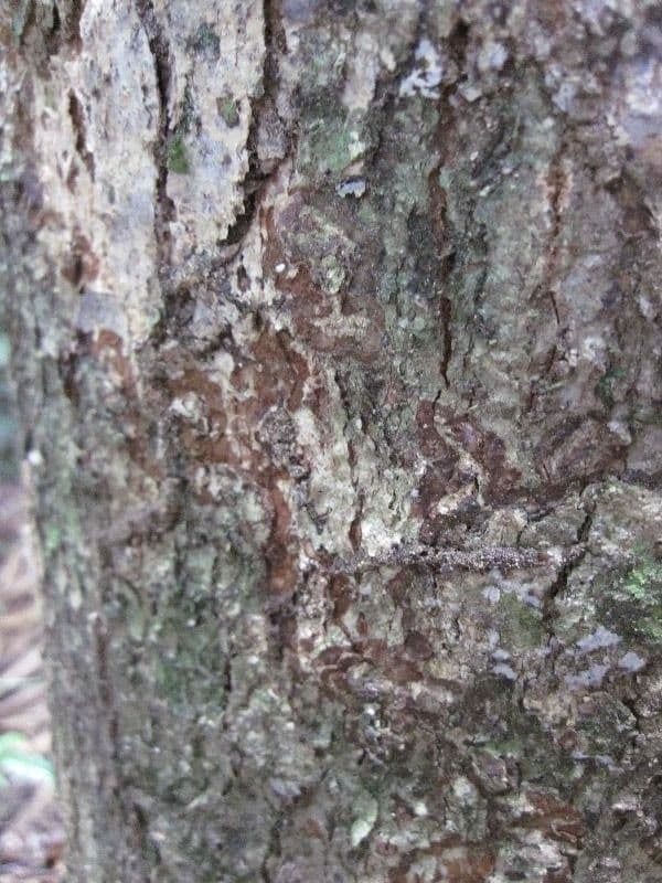 Sterculia 7