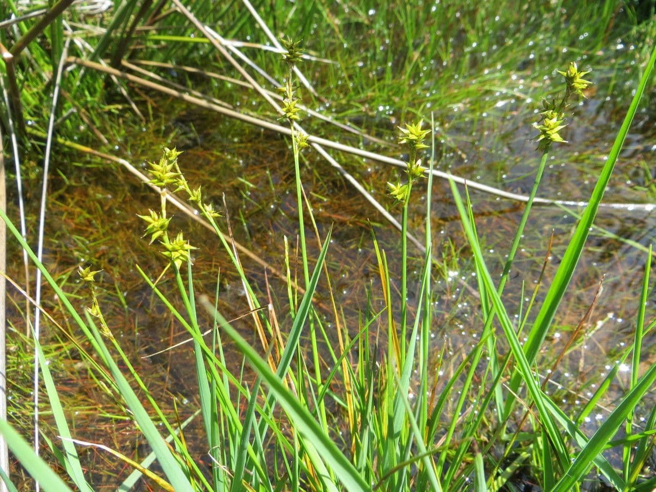 Carice stellata 11
