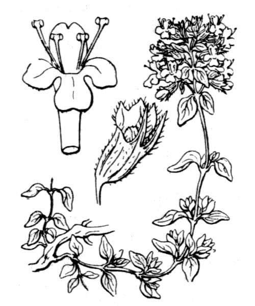 Thym à odeur de cumin 17