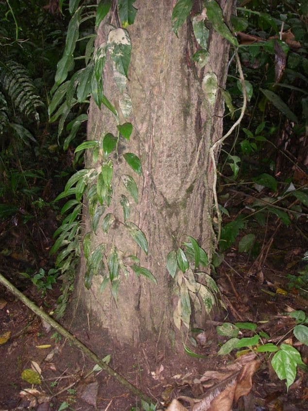 Coral 7