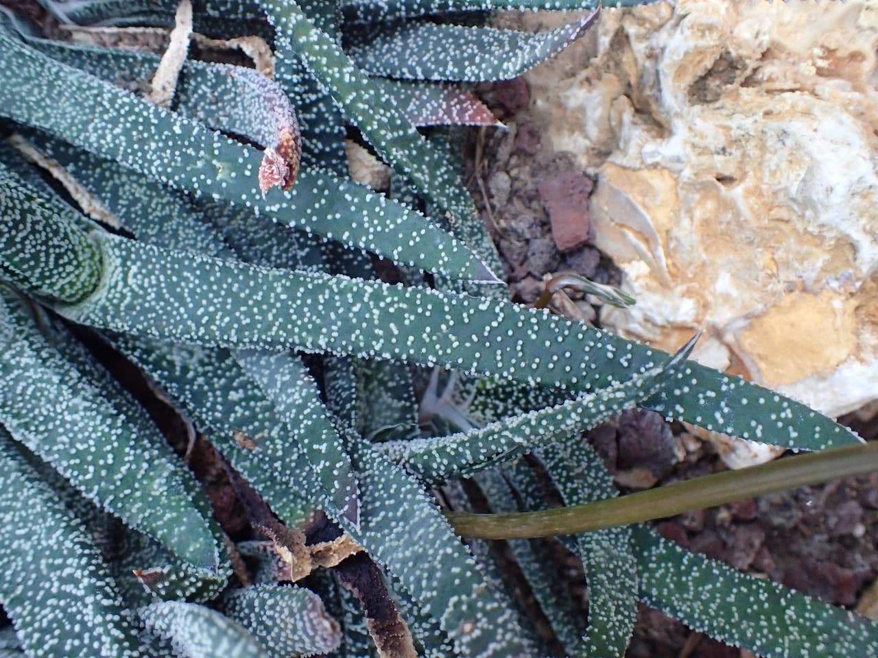 Gasteria 11