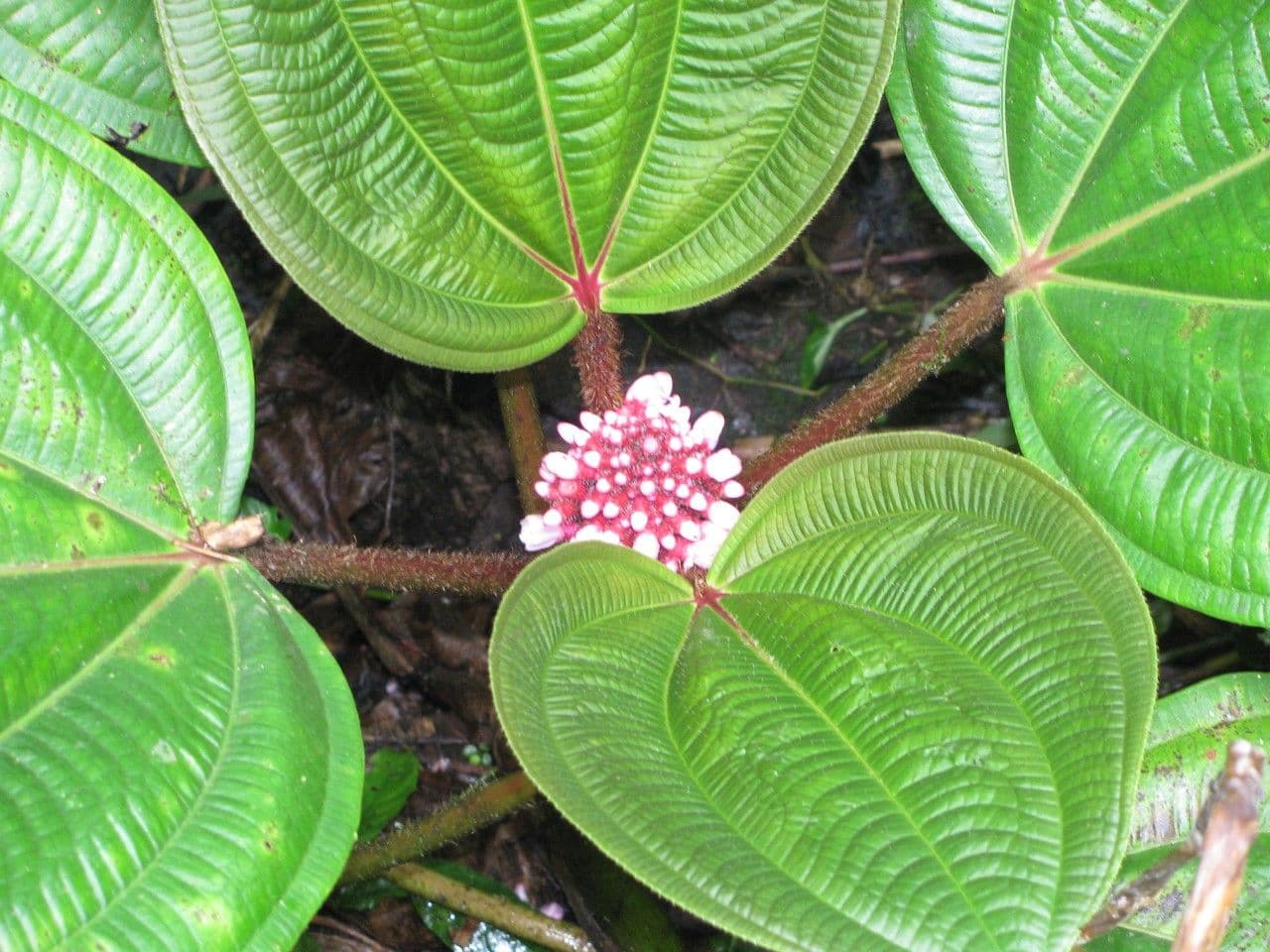 Miconia 7