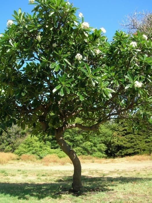 Frangipani 13