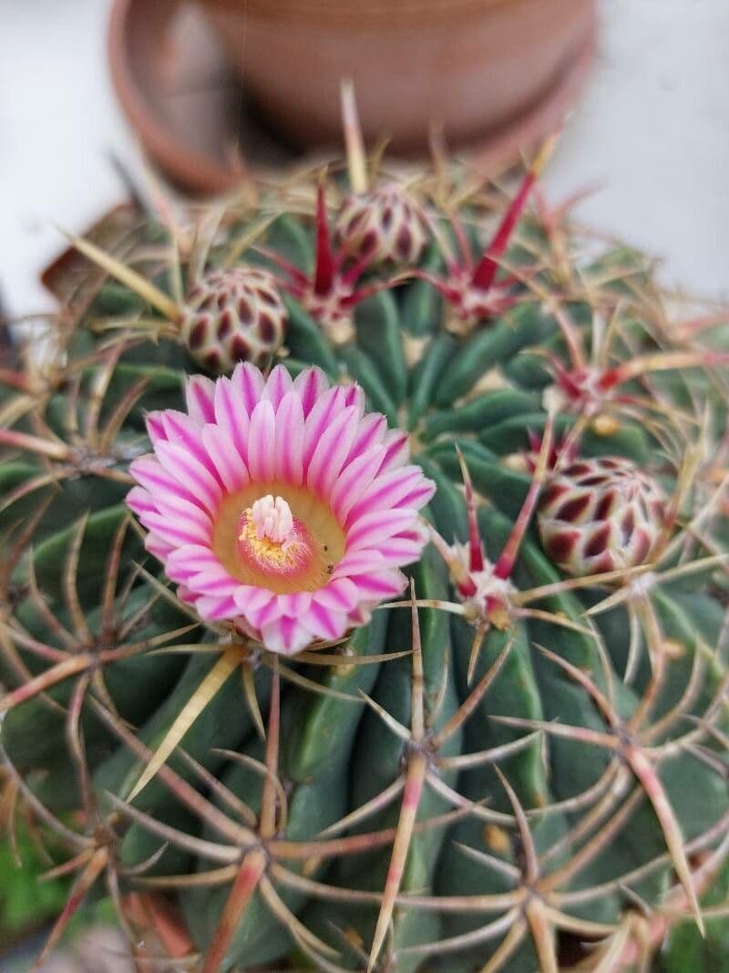 Cactus 3