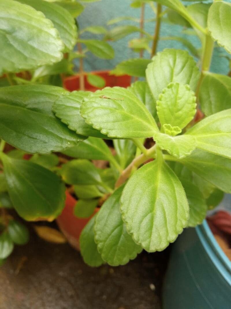 Plectranthus ornato 12