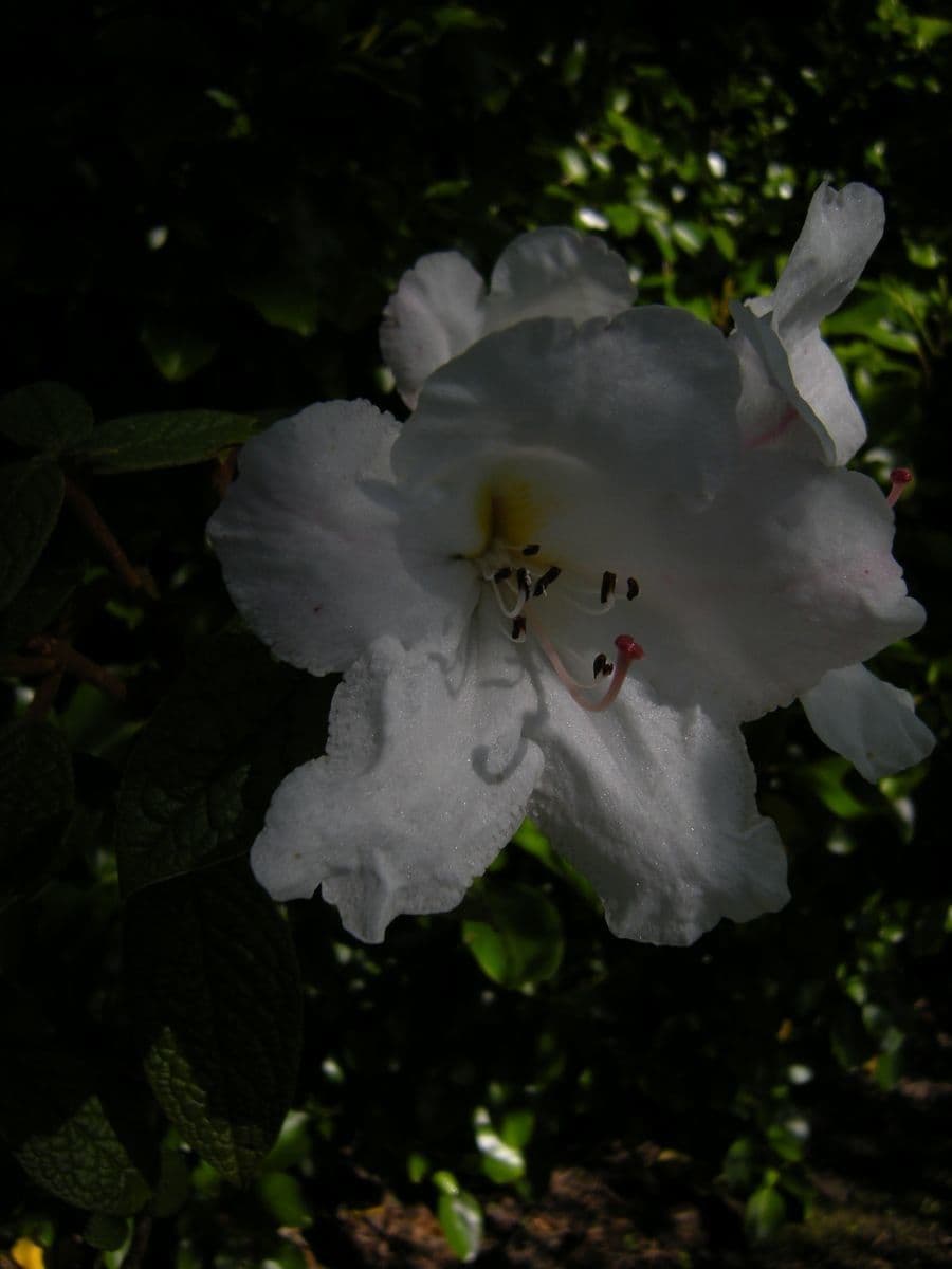 Rododendro 3