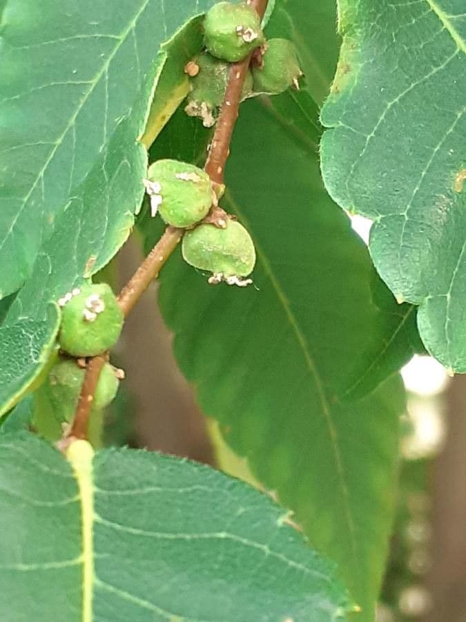 Zelkova 3