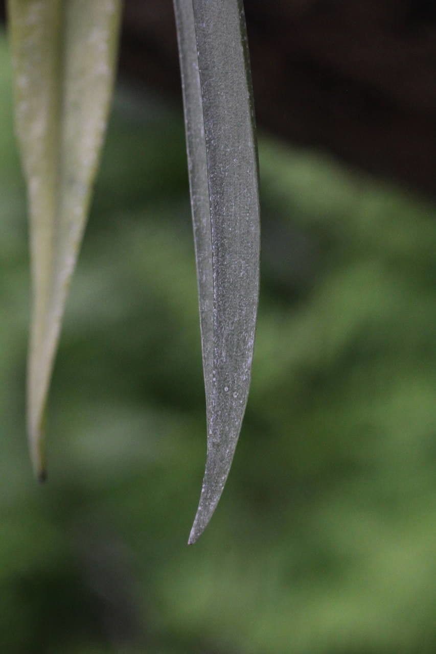 Octomeria 11