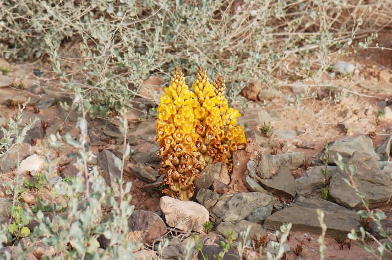 Cistanche 21