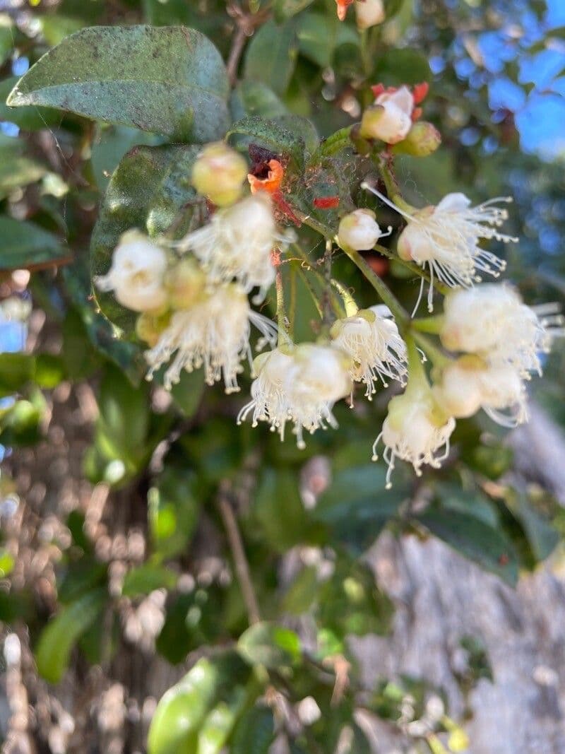 Syzygium 6