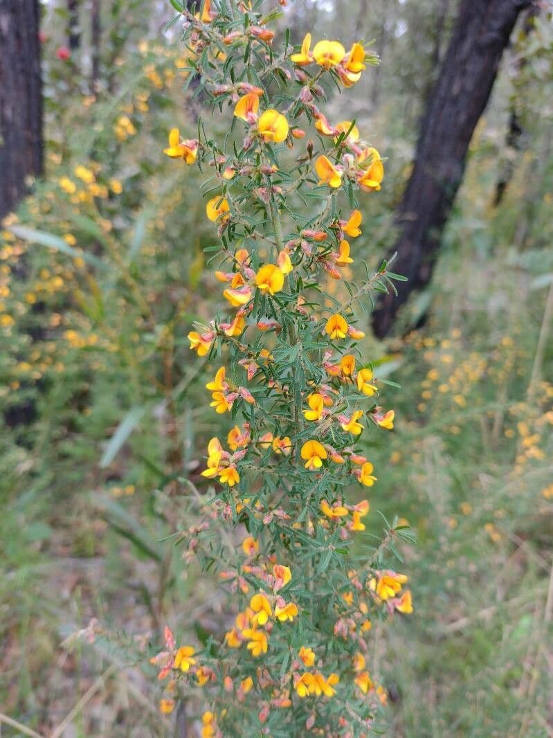 Pultenaea hispidula 2