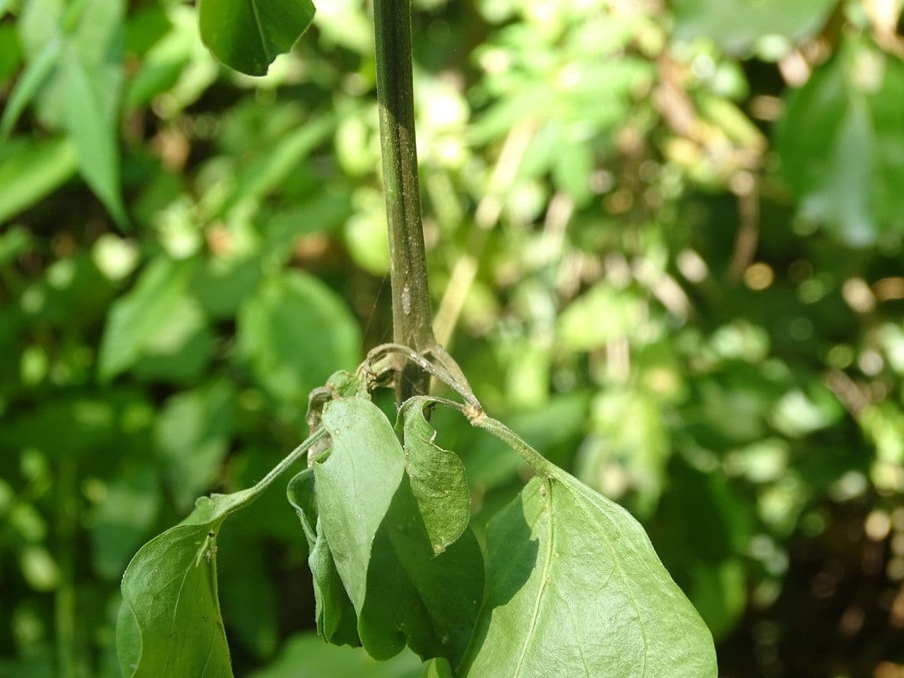 Plumbago zeylanica 22