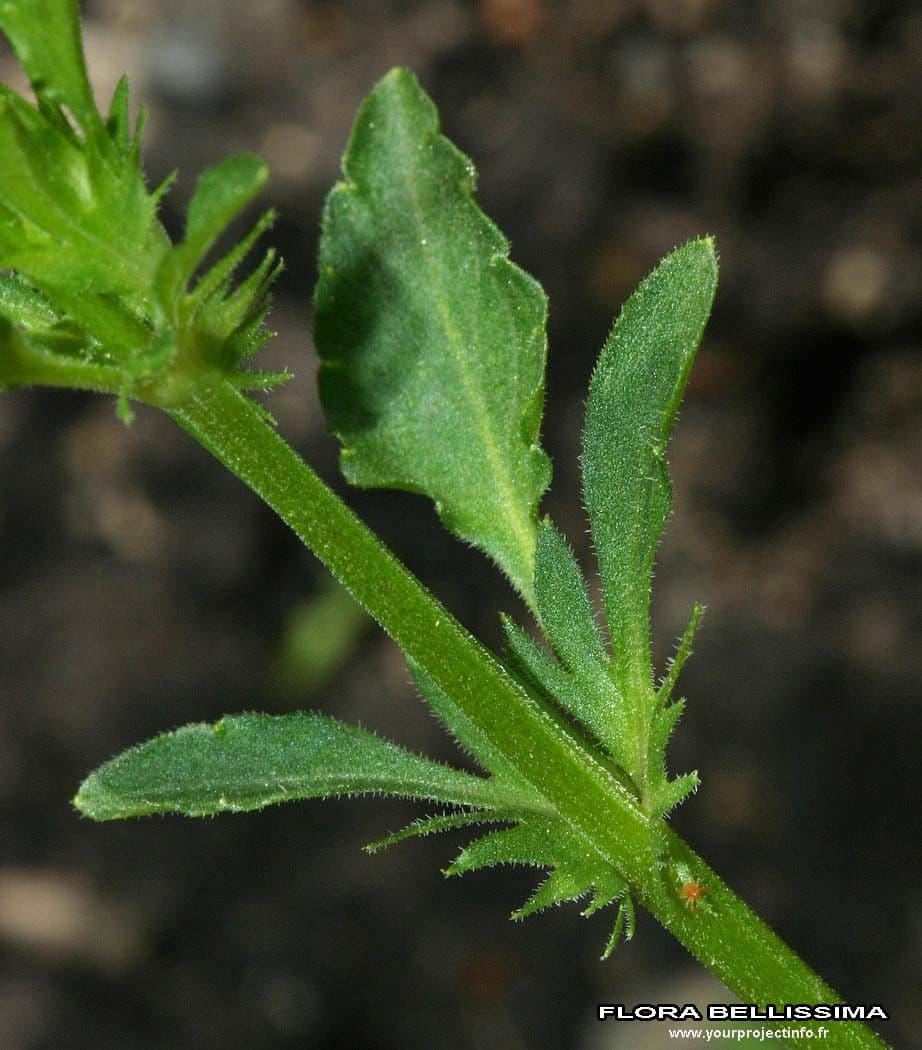Wildes Stiefmütterchen 22