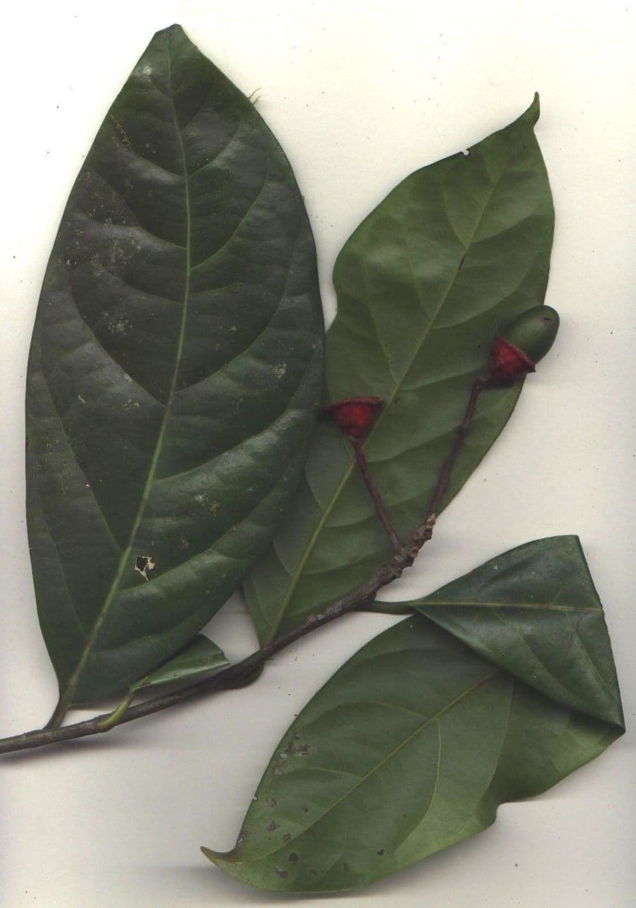 Mespilodaphne macrophylla 23