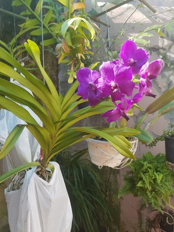 Vanda