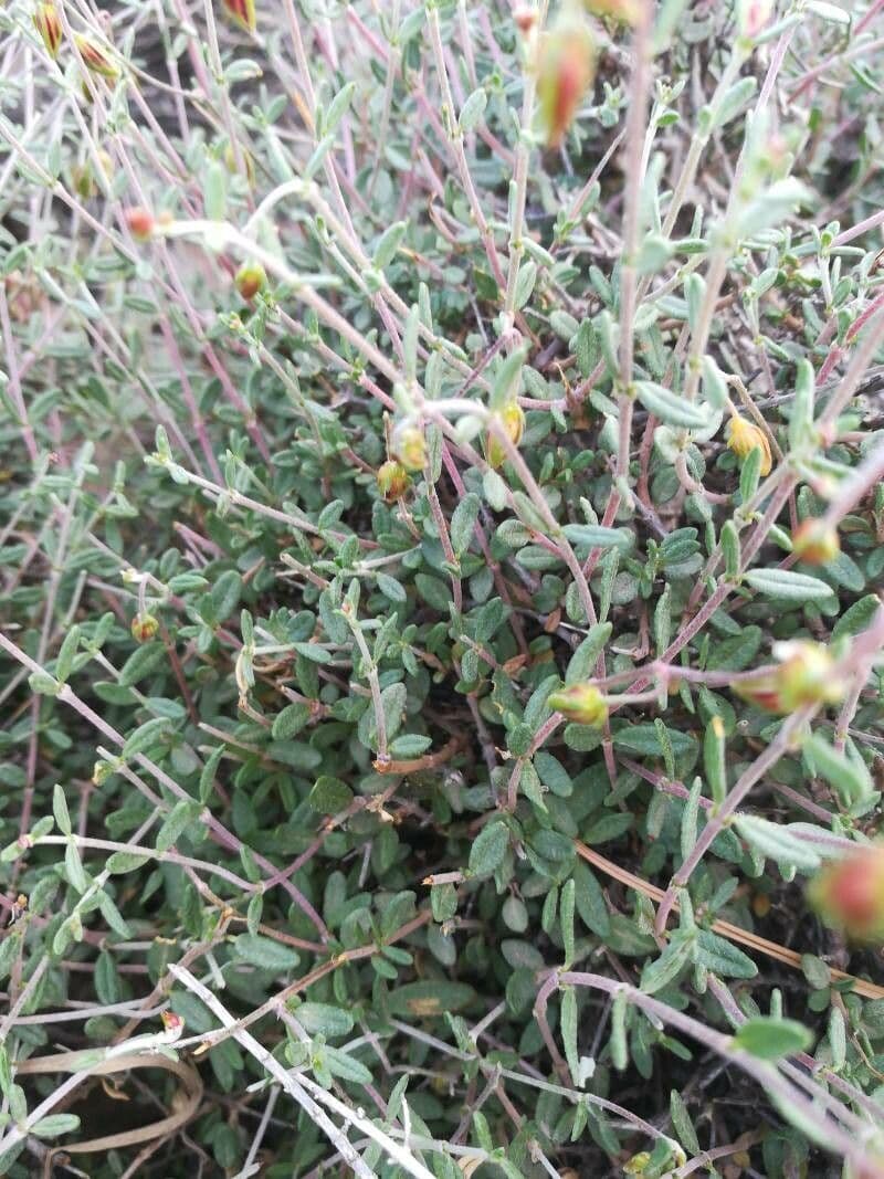 Helianthemum almeriense 13