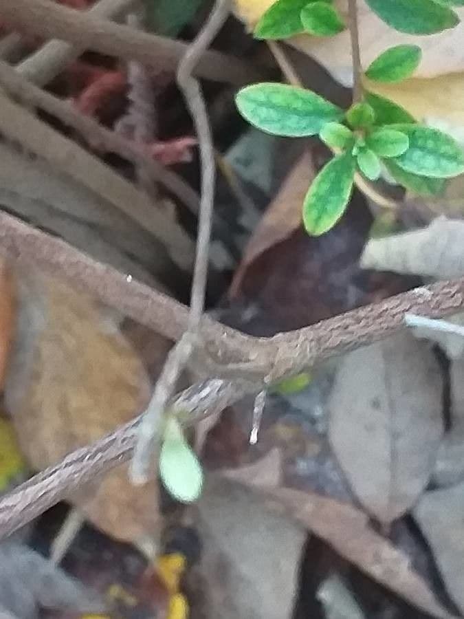 Azalea cinese 18