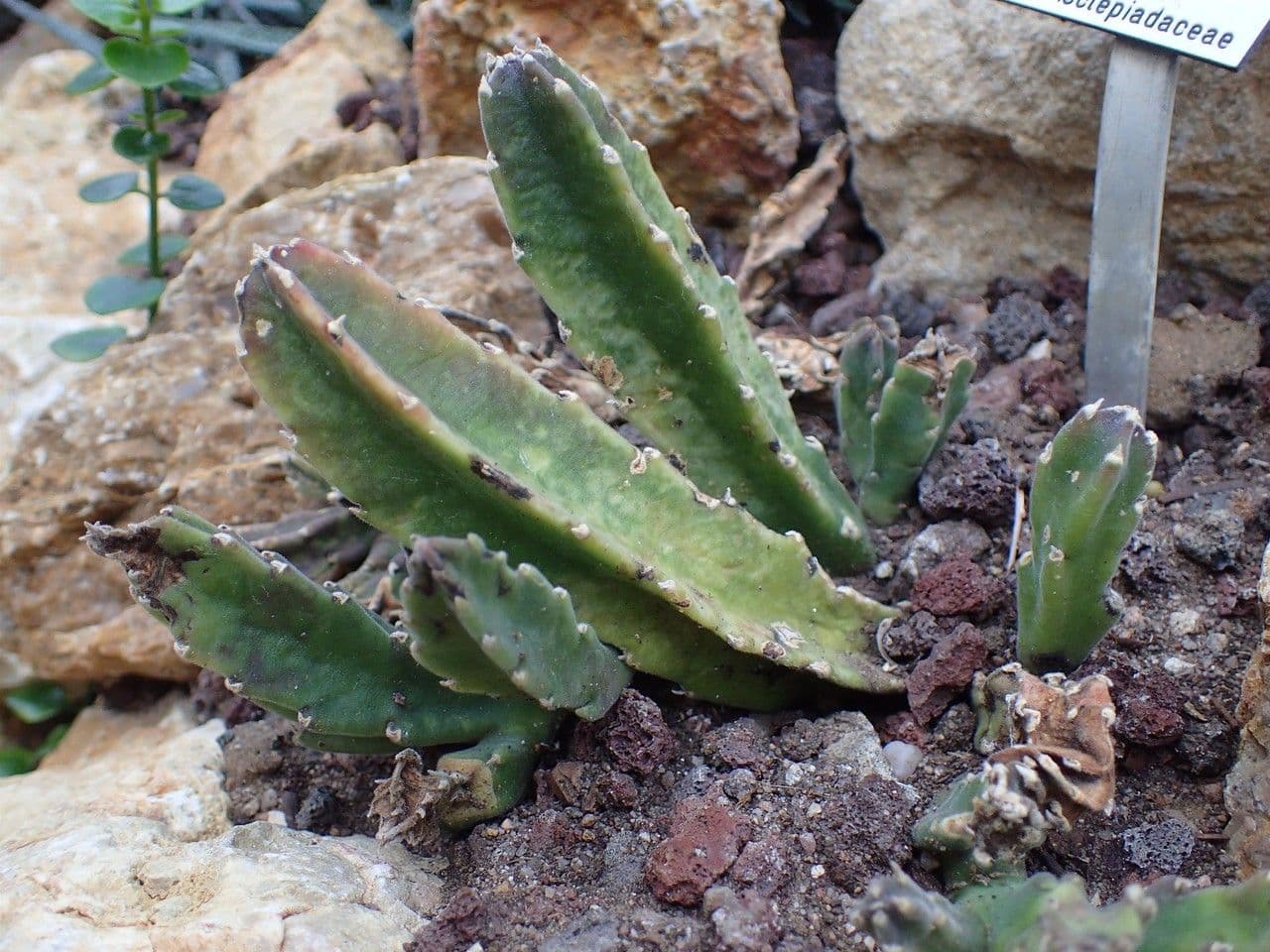 Stapelia gigantea 14