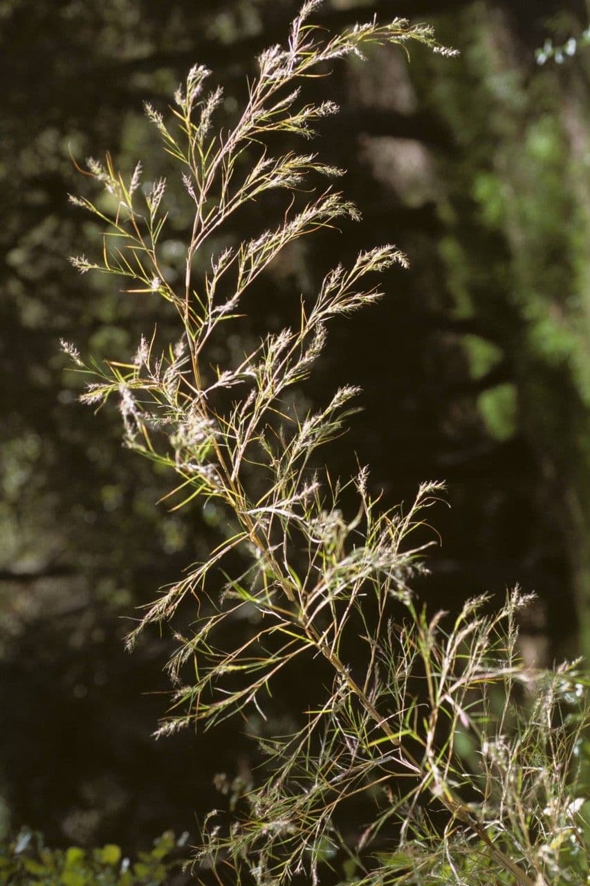 Bambus-Muhly 2
