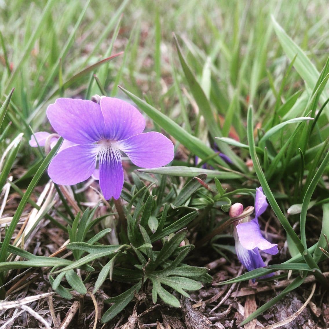 Viola pedatifida 10