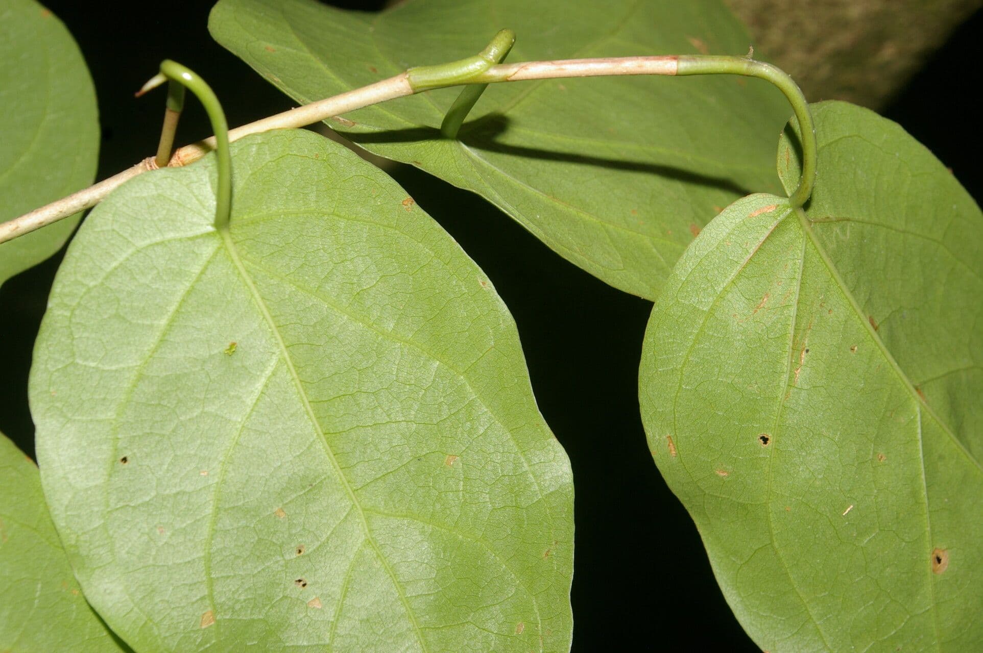 Coccoloba 2