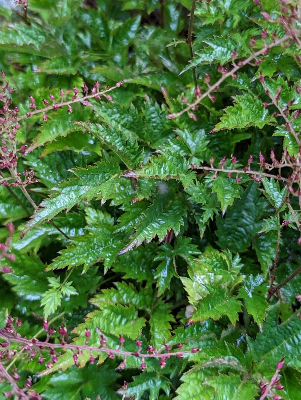 Astilbe 8