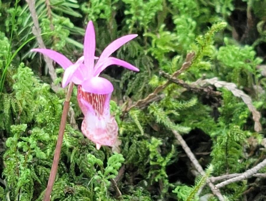 Calypso bulbosa 3