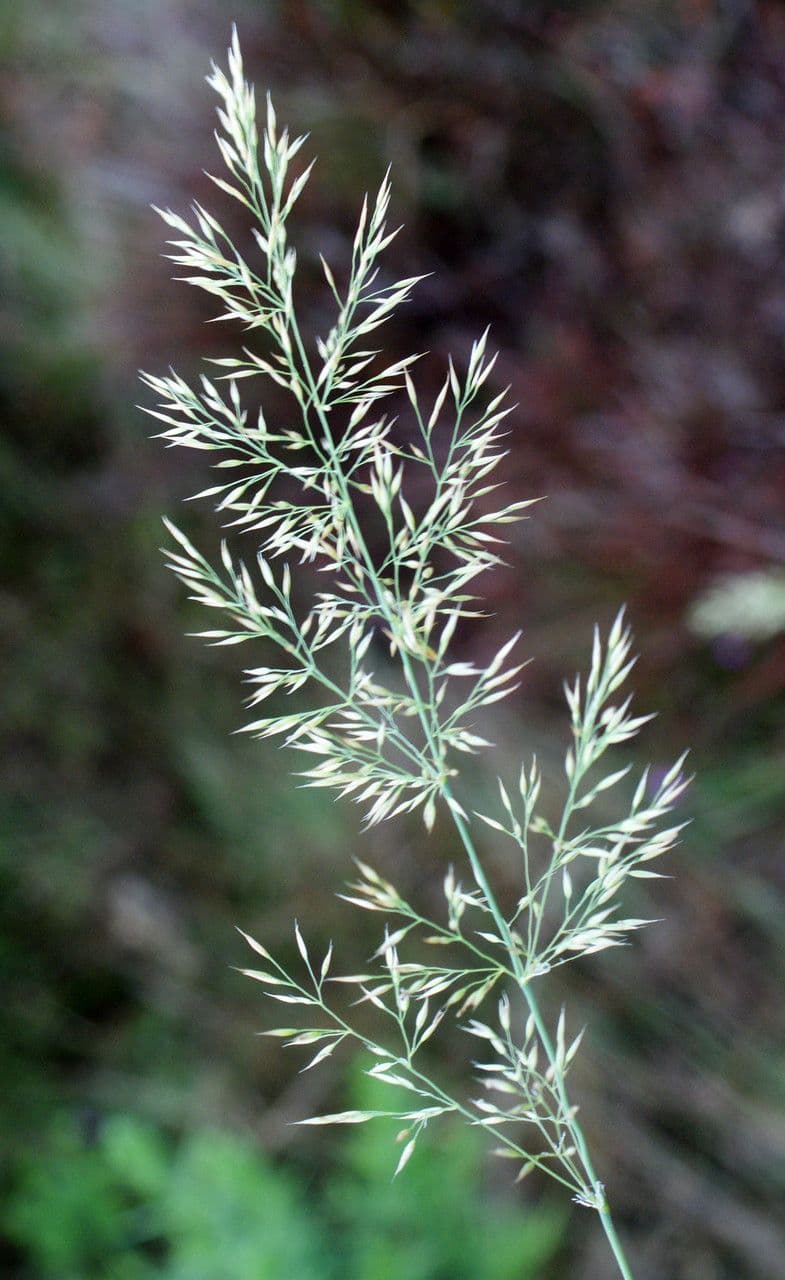 Agrostis curtisii 7