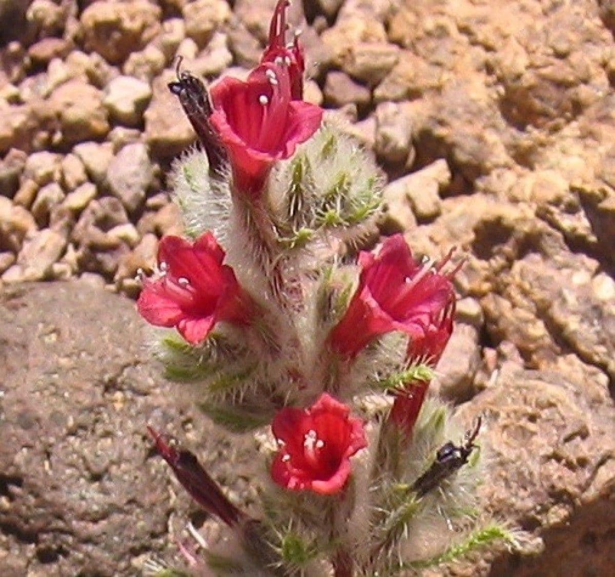Viperina 4