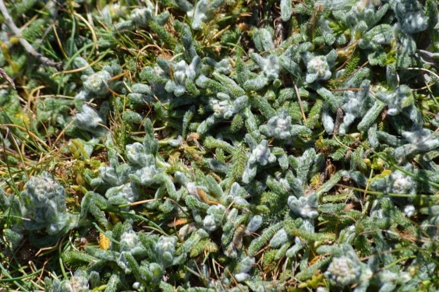 Achillea tomentosa 17