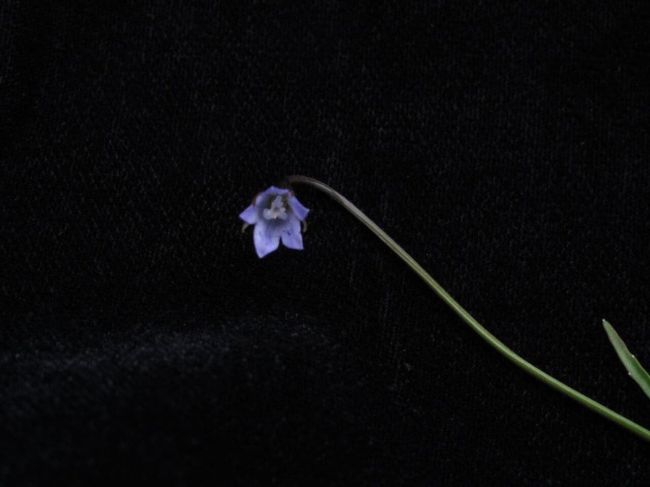Campanula 3