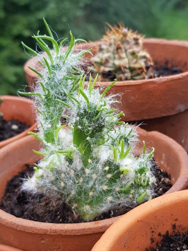 Austrocylindropuntia 11