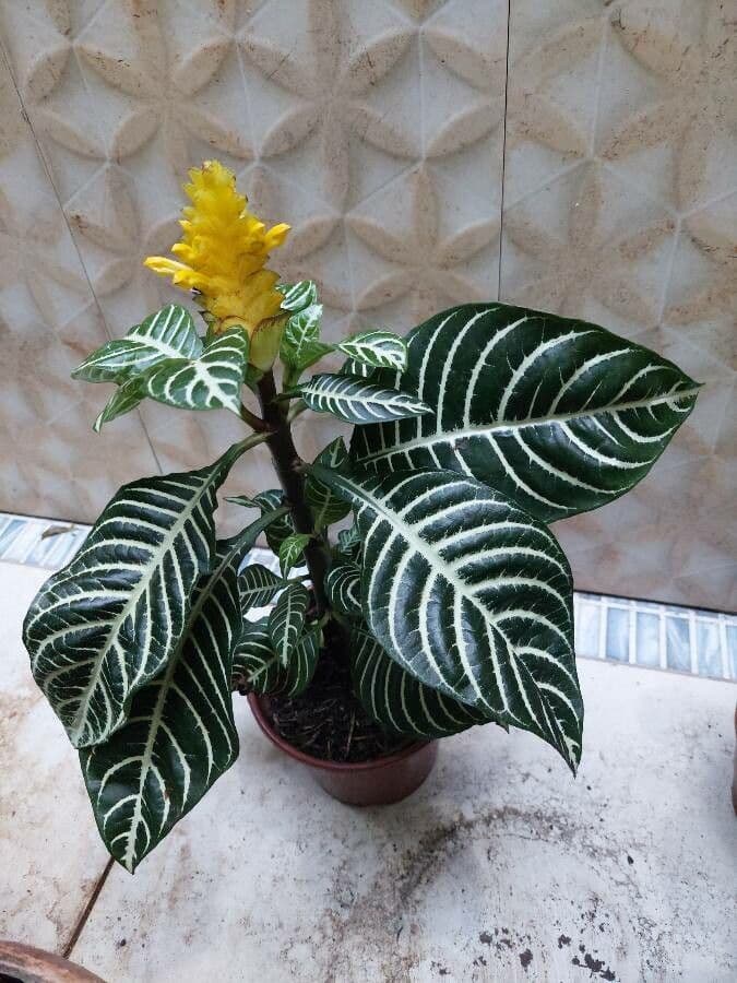 Aphelandra 12