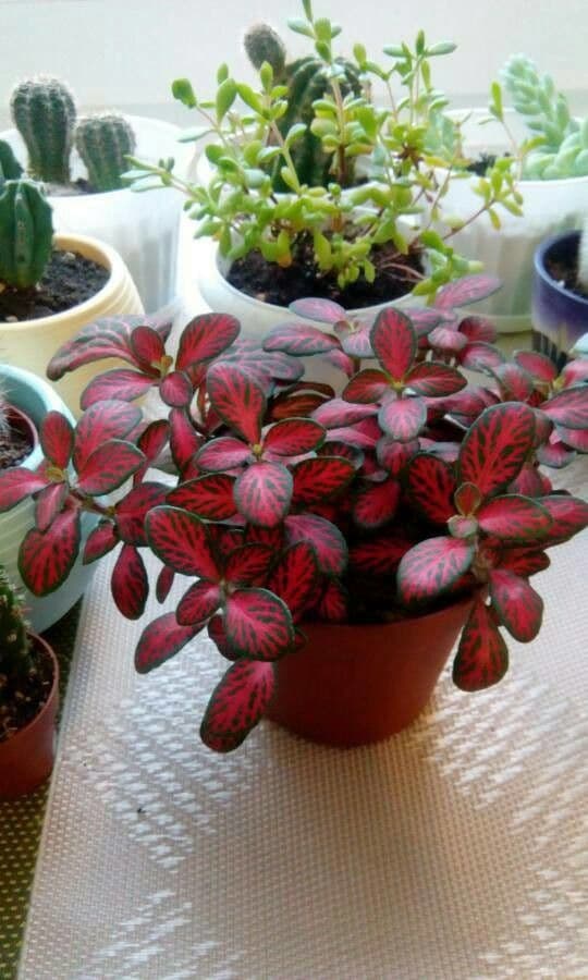 Fittonia 15