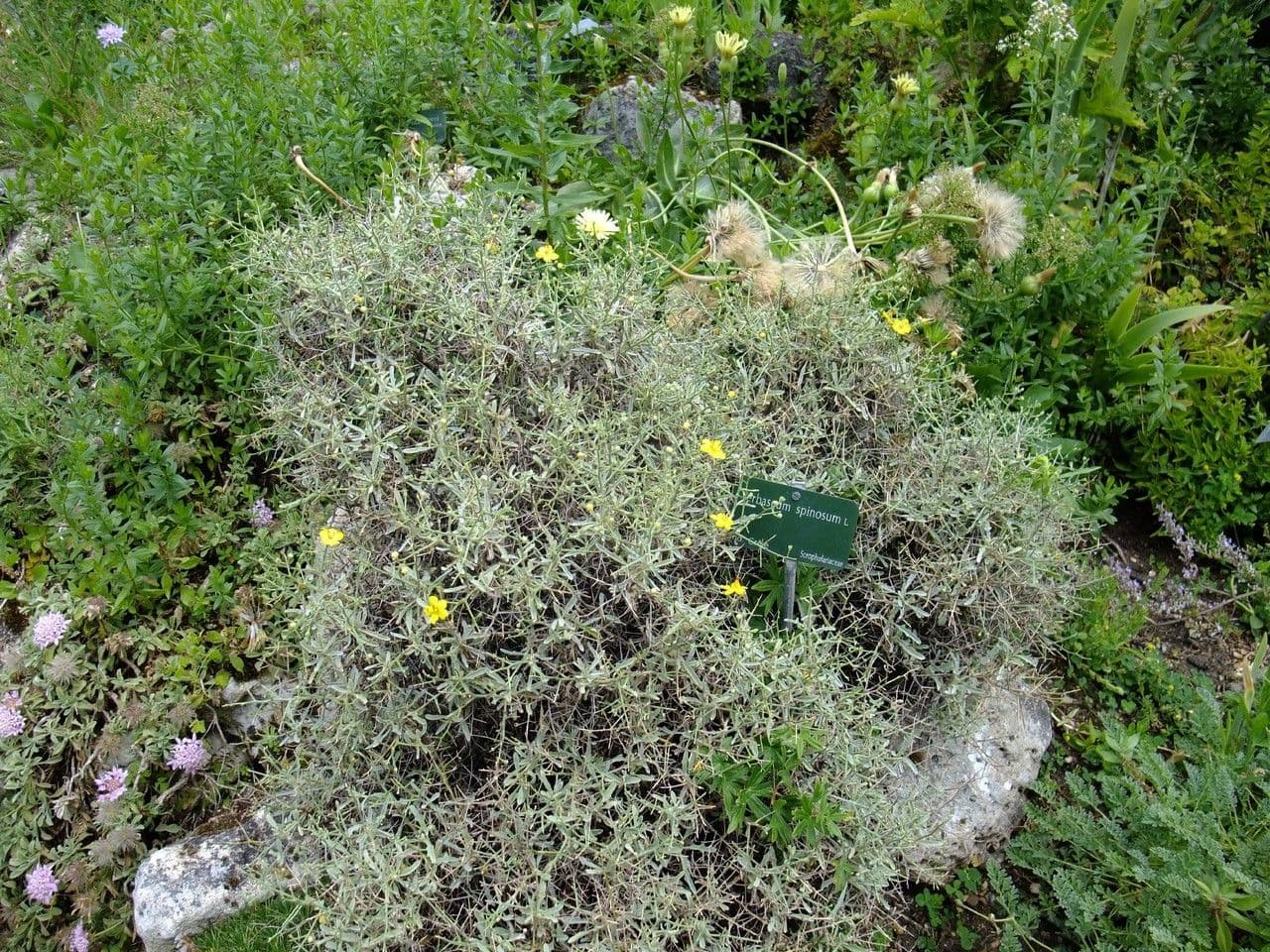 Verbasco 10