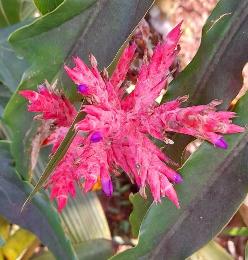 Aechmea 2