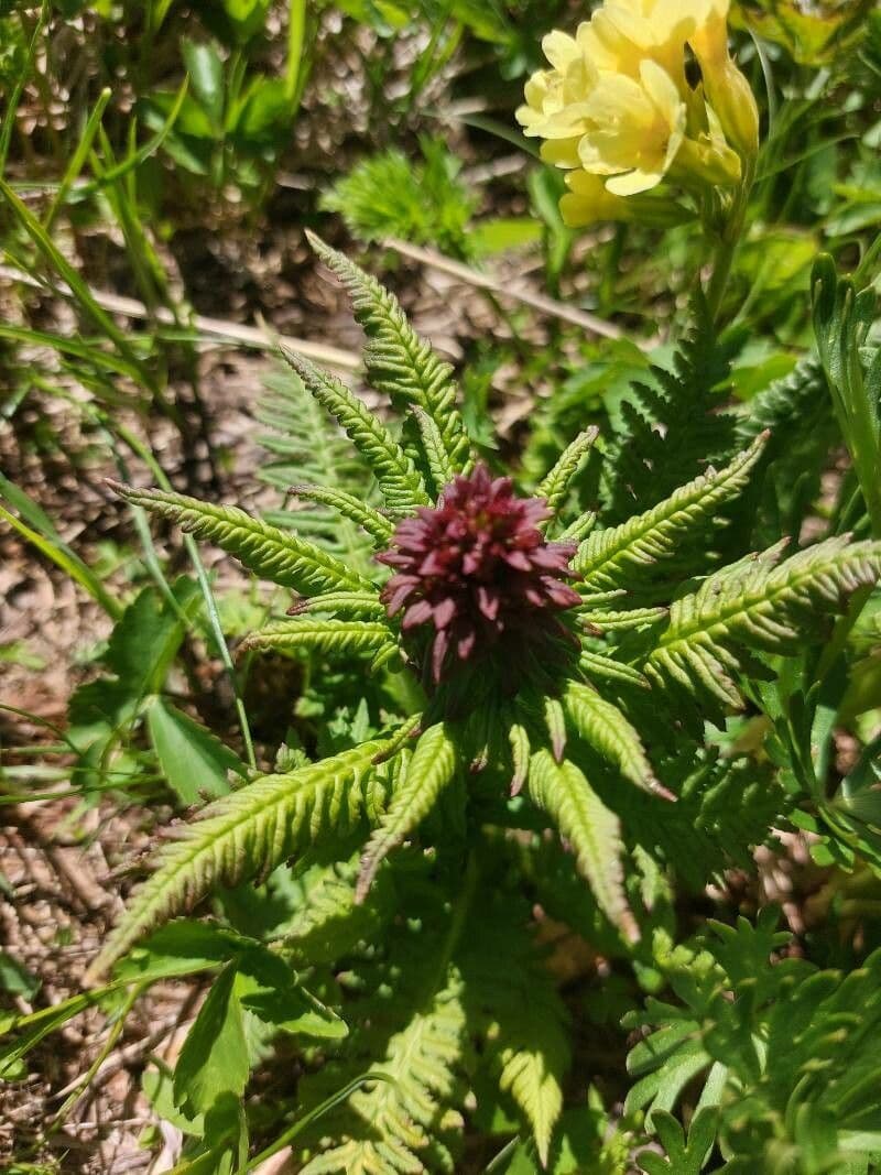 Pedicularis senza becco 6